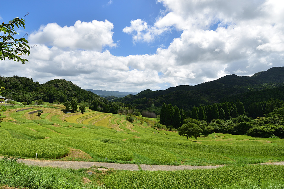 大山千枚田