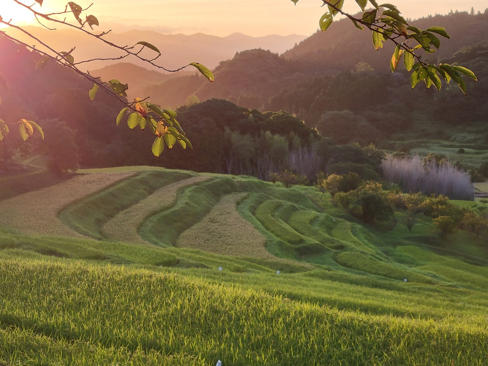 朝の光に照らされる大山千枚田の実写写真