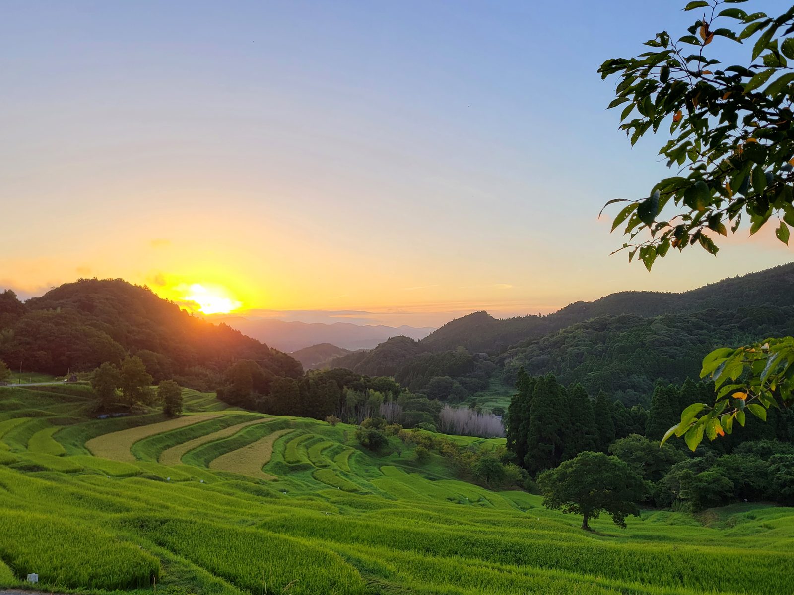早朝の大山千枚田に差し込む光の実写写真